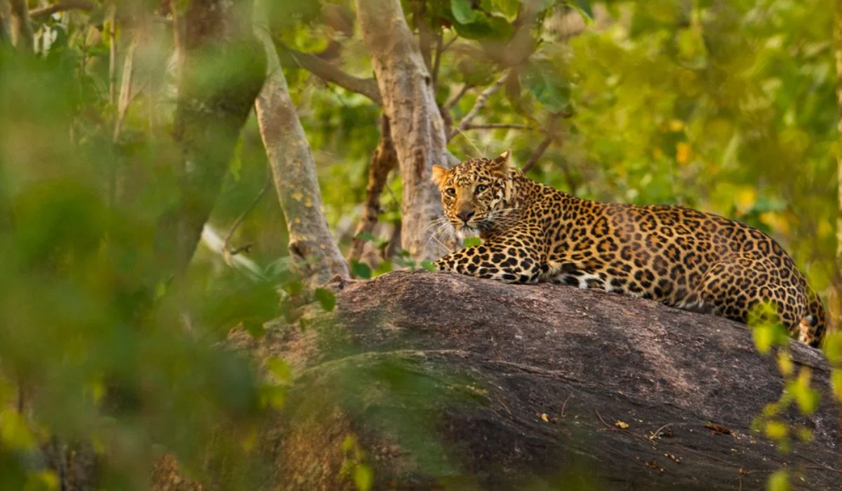 Namdapha National Park